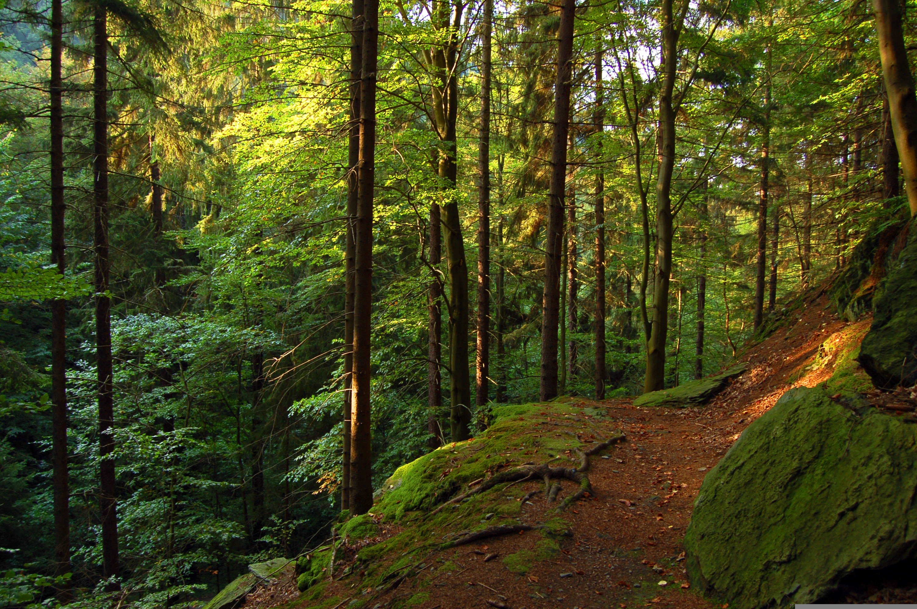 Thüringer Wald & Rennsteig